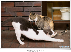 nekomado